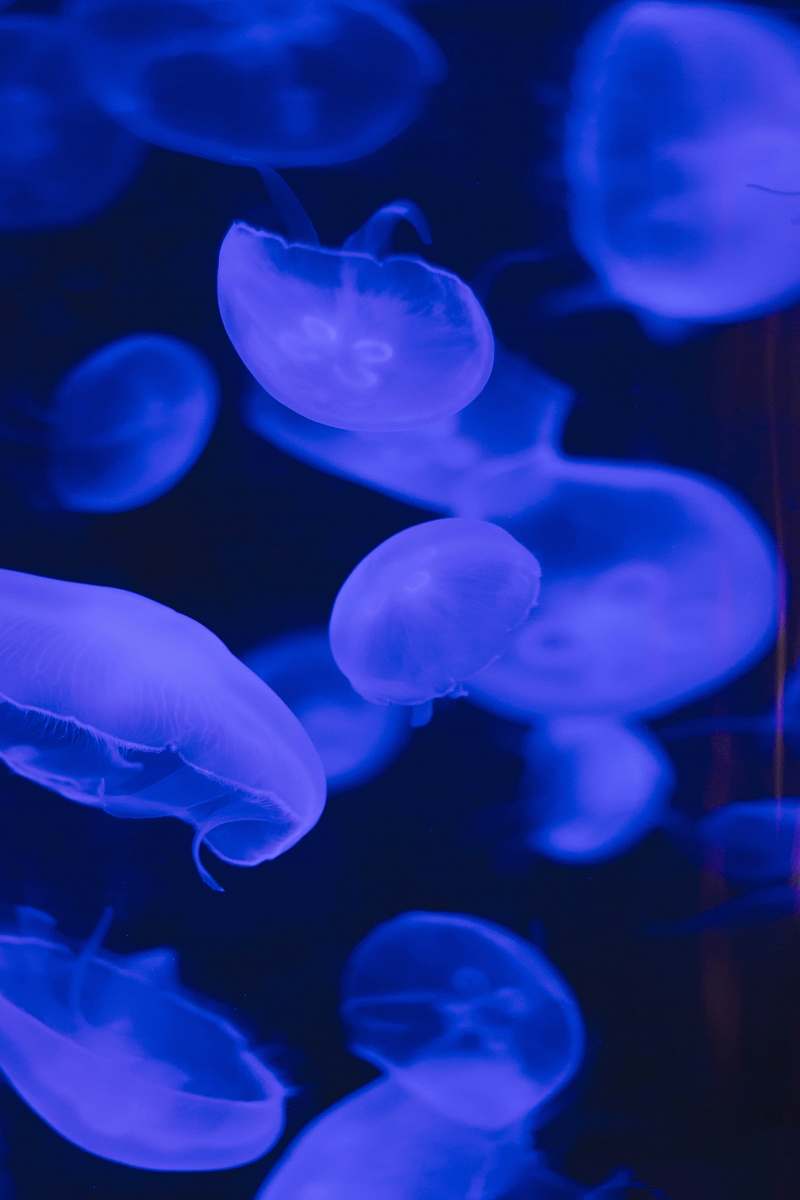 animal school of jellyfish swimming the sea invertebrate