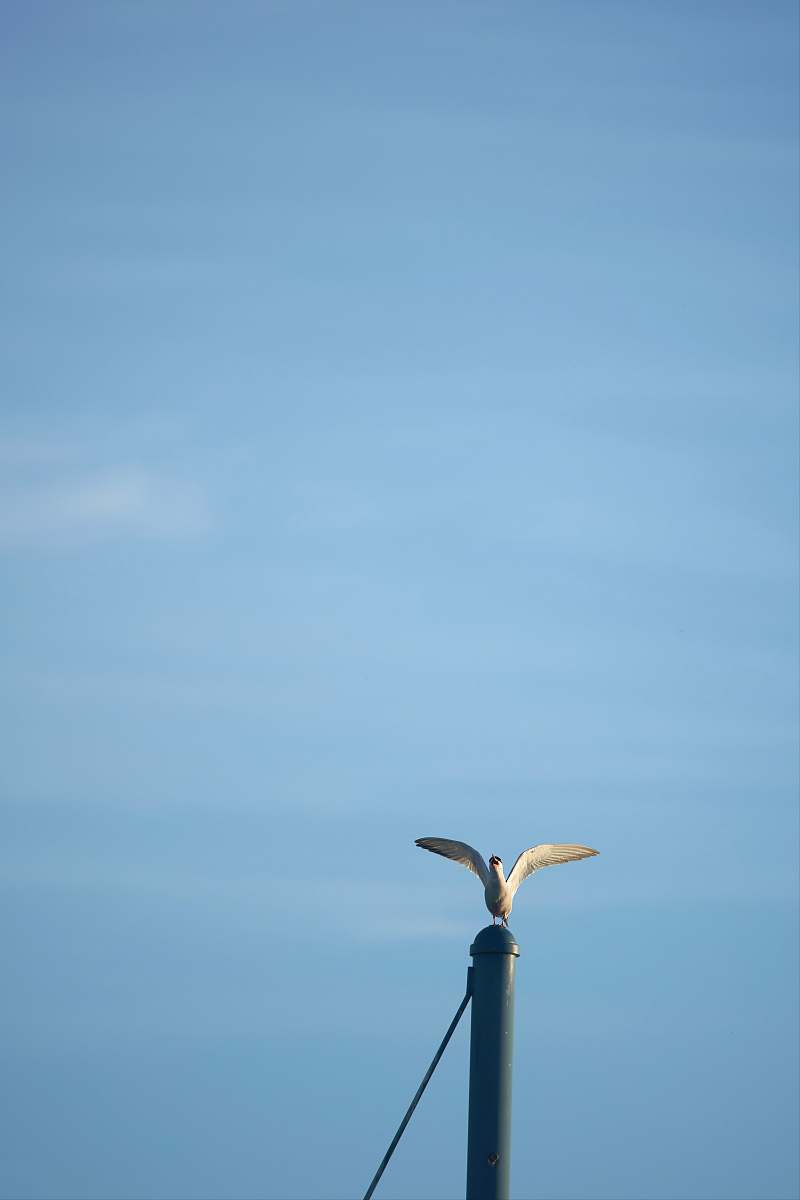 animal seagull on green post bird