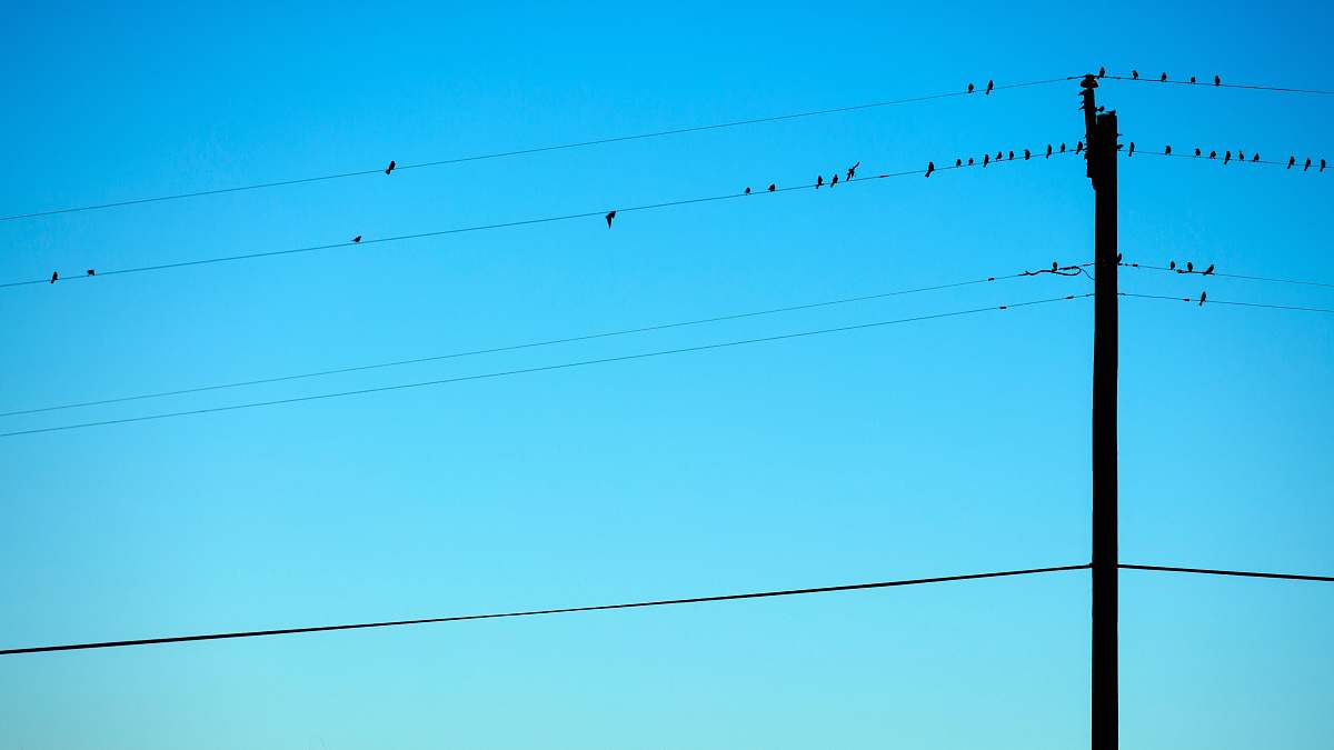 bird silhouette of birds on electric wires birds
