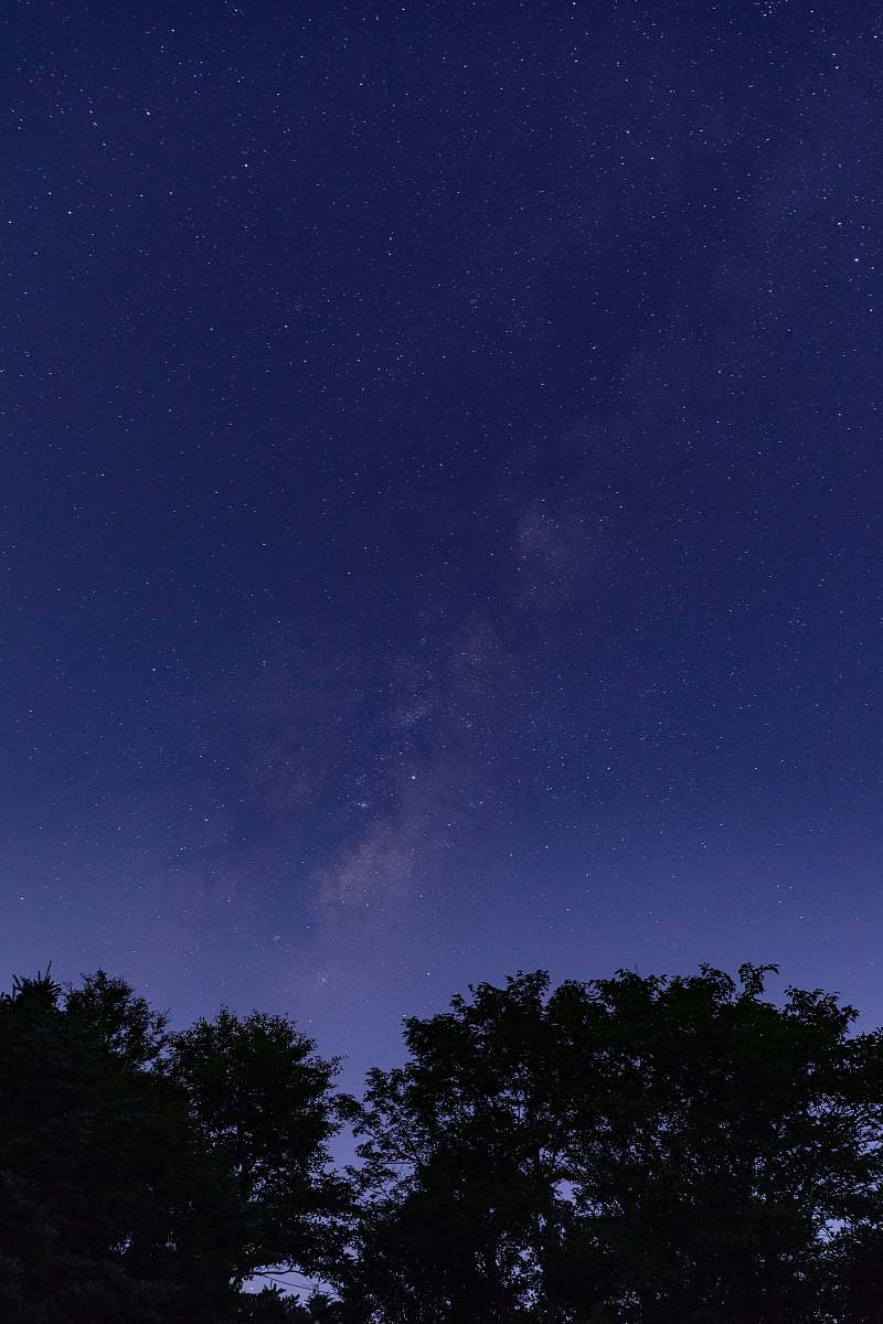 space silhouette of tall trees under starry night night