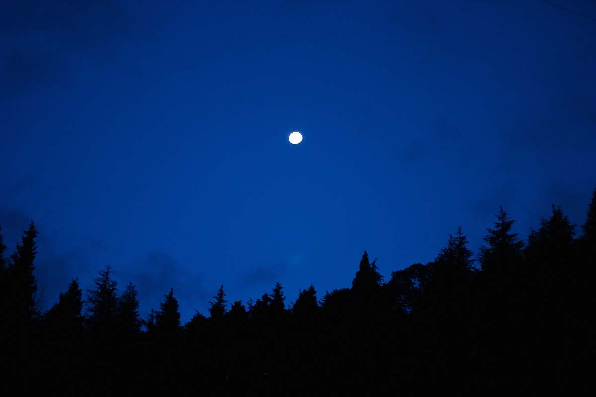 nature silhouette of trees under clear night sky outdoors