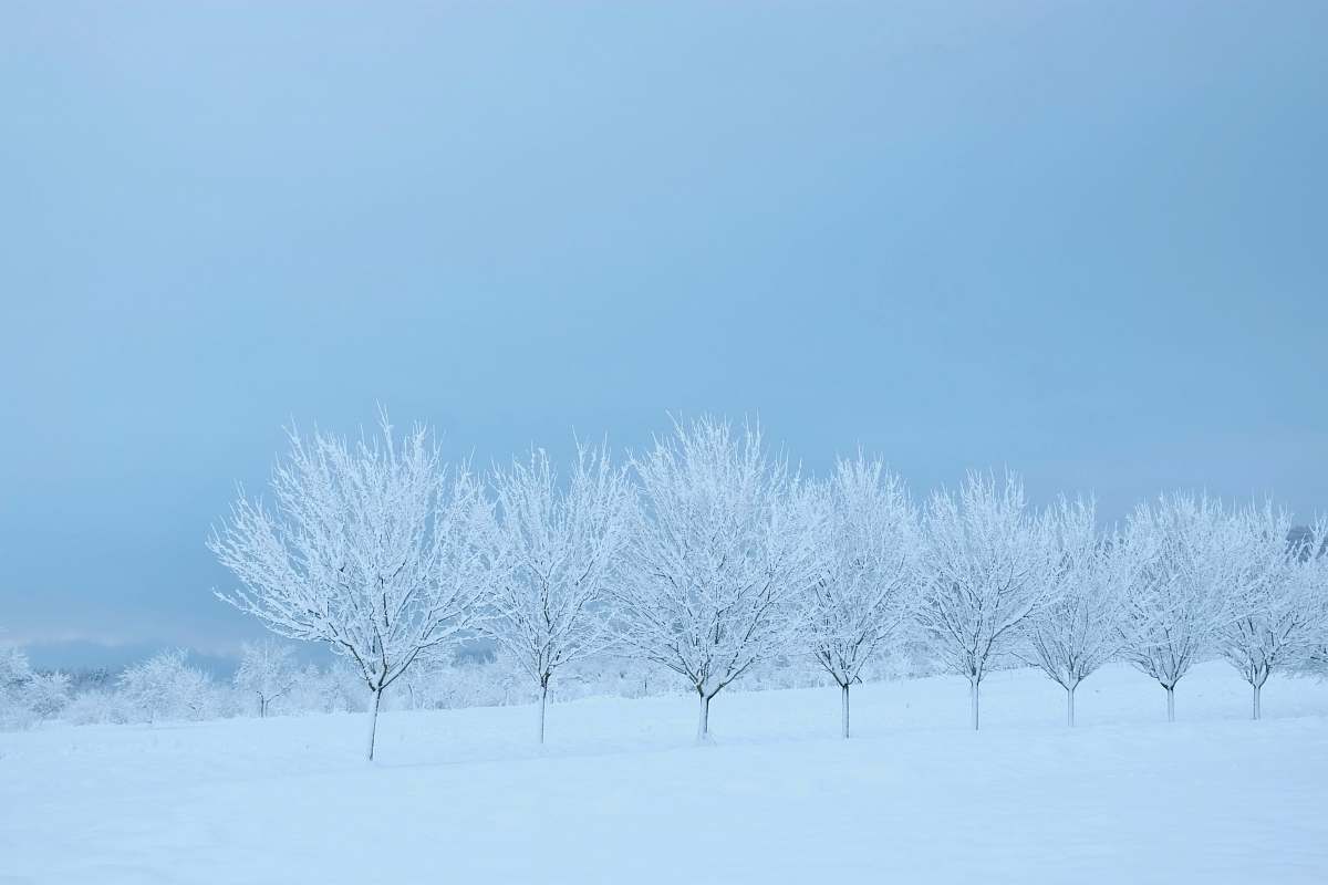 outdoors snow covered trees and grounds nature