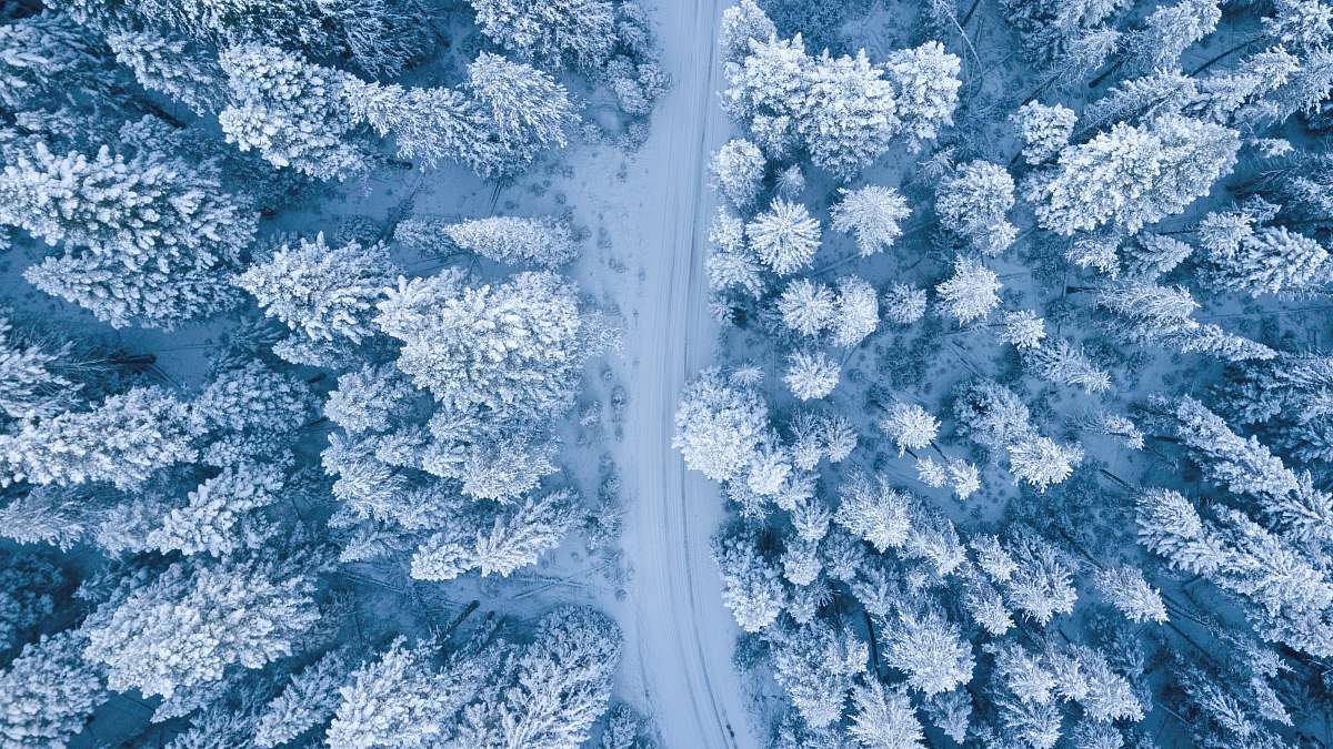 snow snow covered trees ice