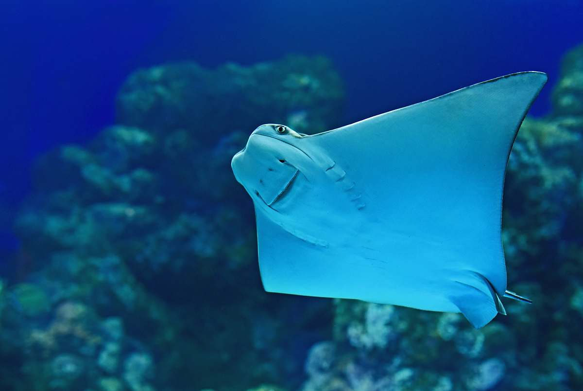 Animal Stingray Near Coral Reef Fish Image Free Photo