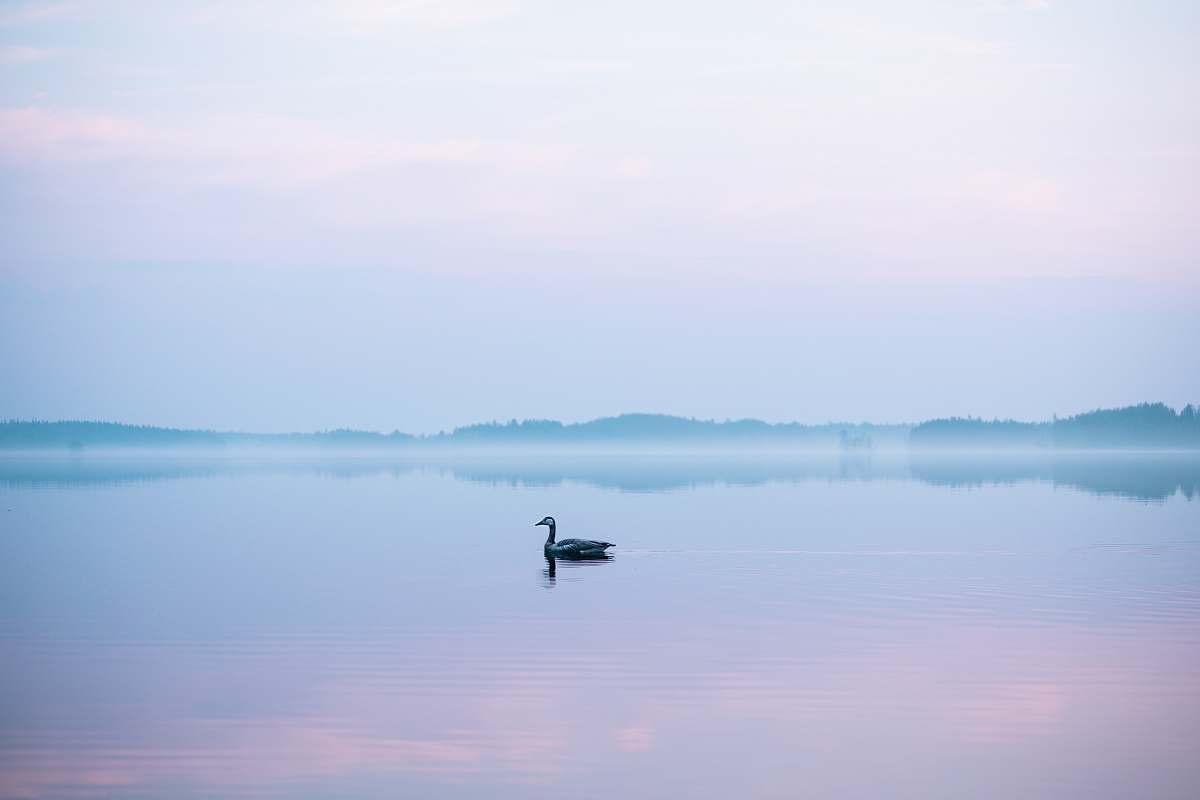 water swan floating on body of water vehicle