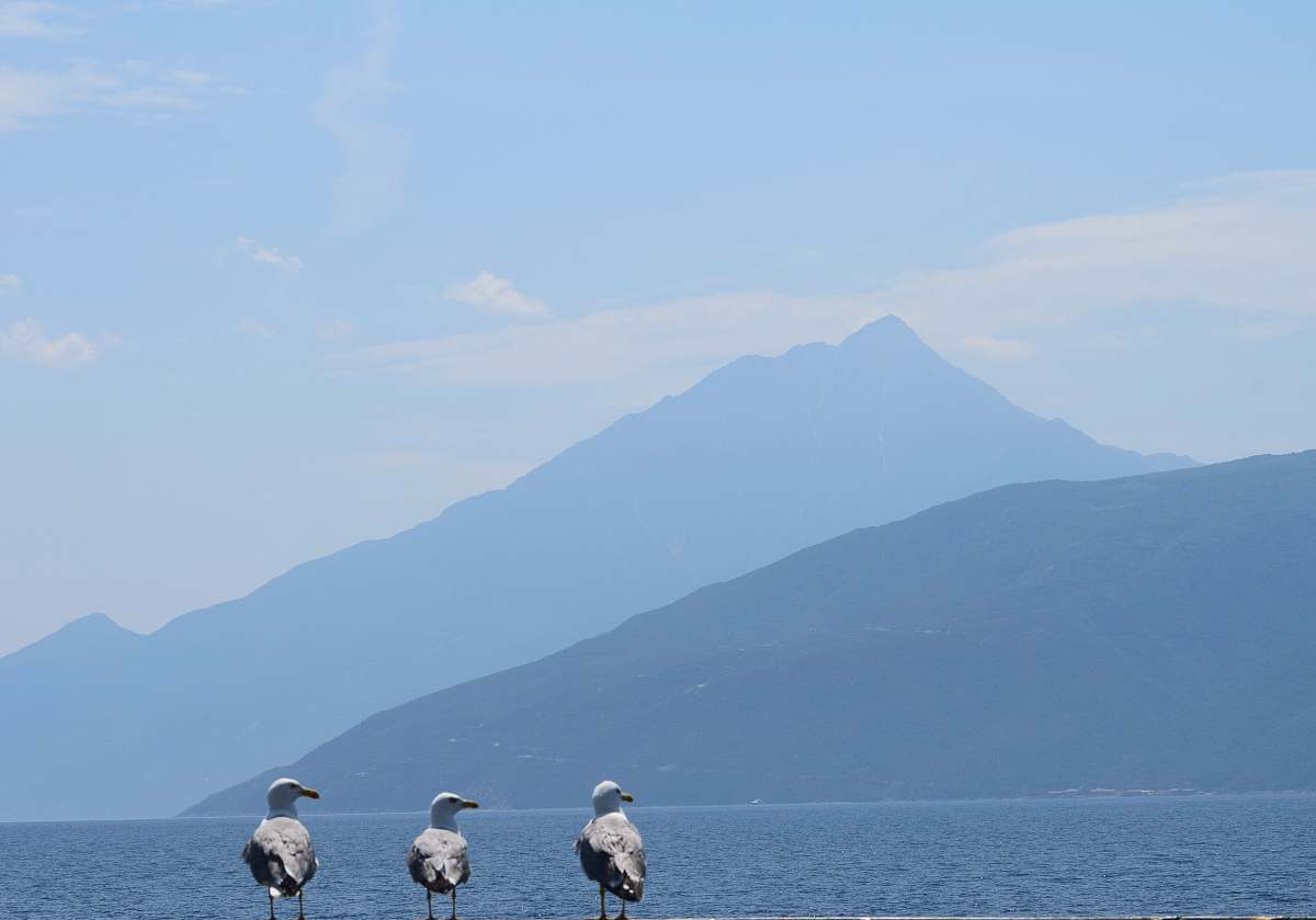 animal three white birds bird