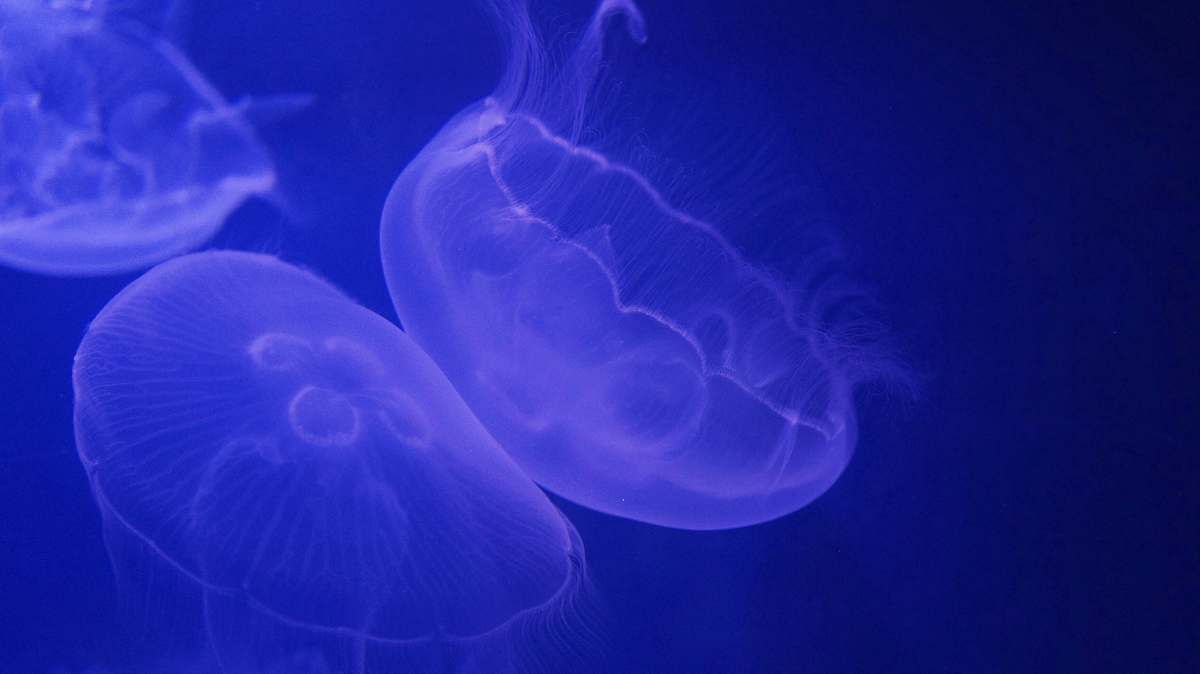 jellyfish three white jellyfish animal