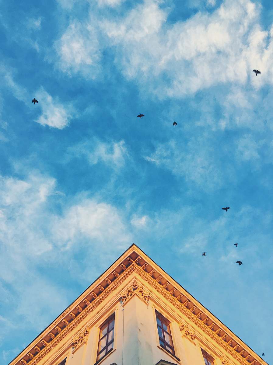 lviv time lapse photography of flying birds architecture