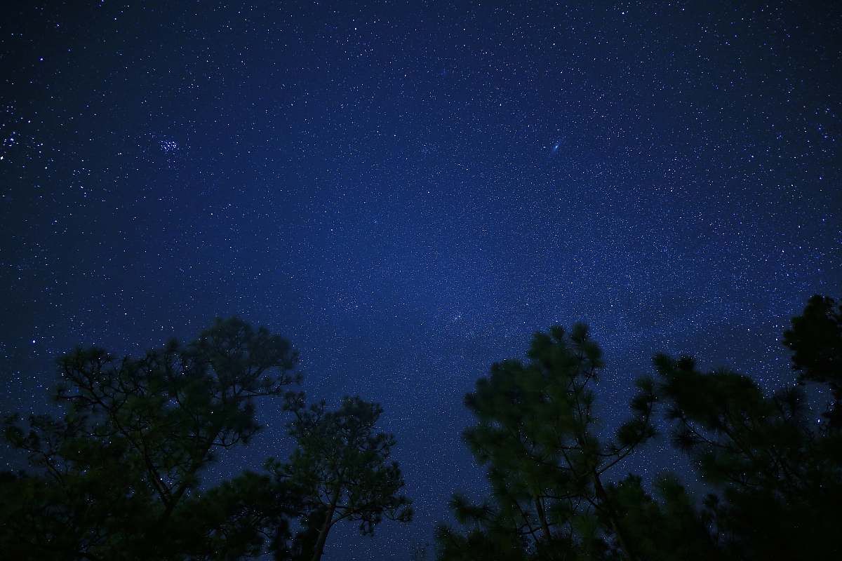 astronomy trees at night night
