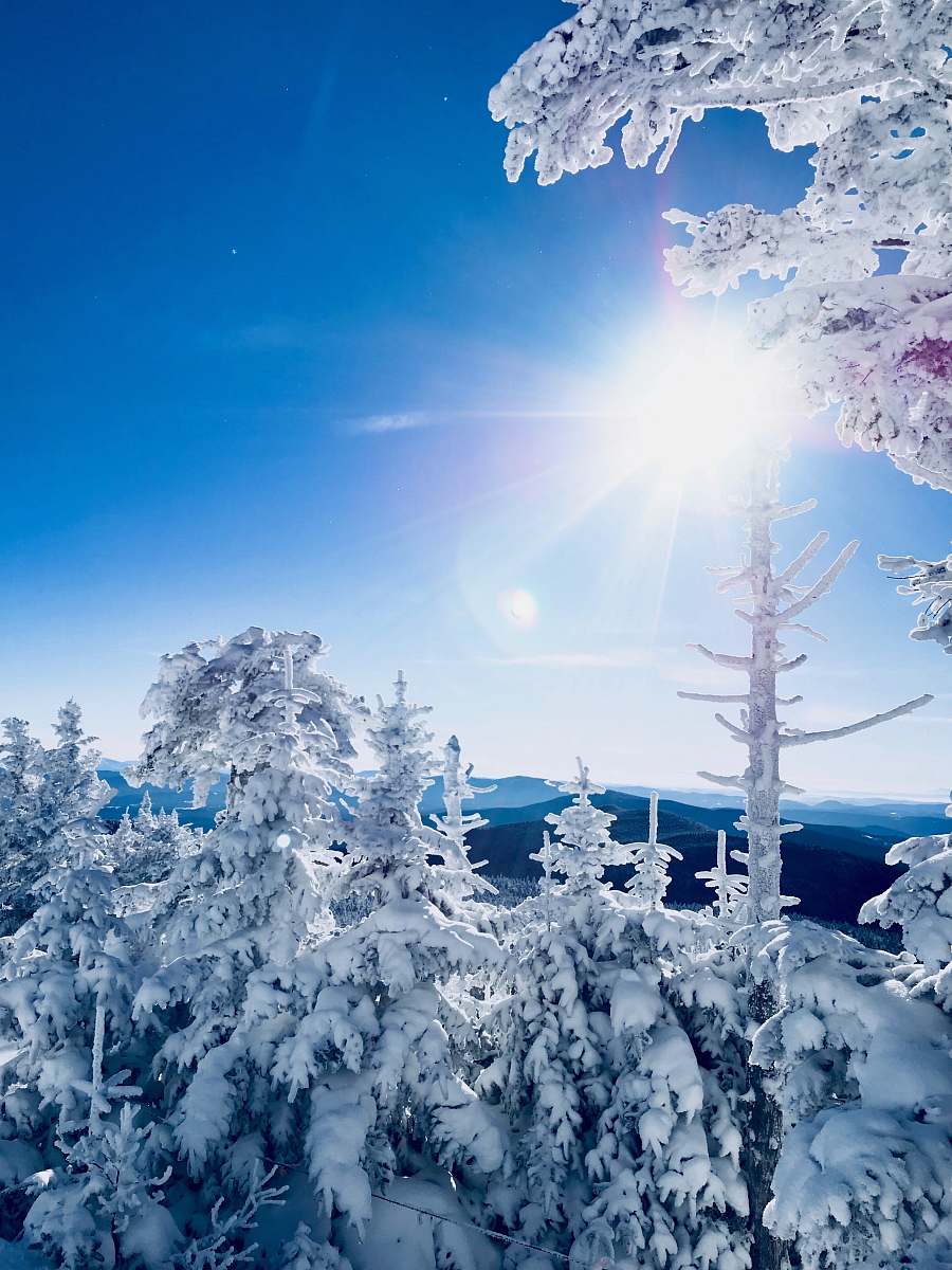 snow tundra trees under sun outdoors