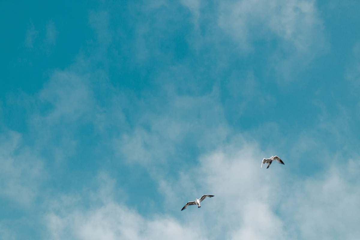 bird two albatross bird flying on mid air taken at daytime san francisco