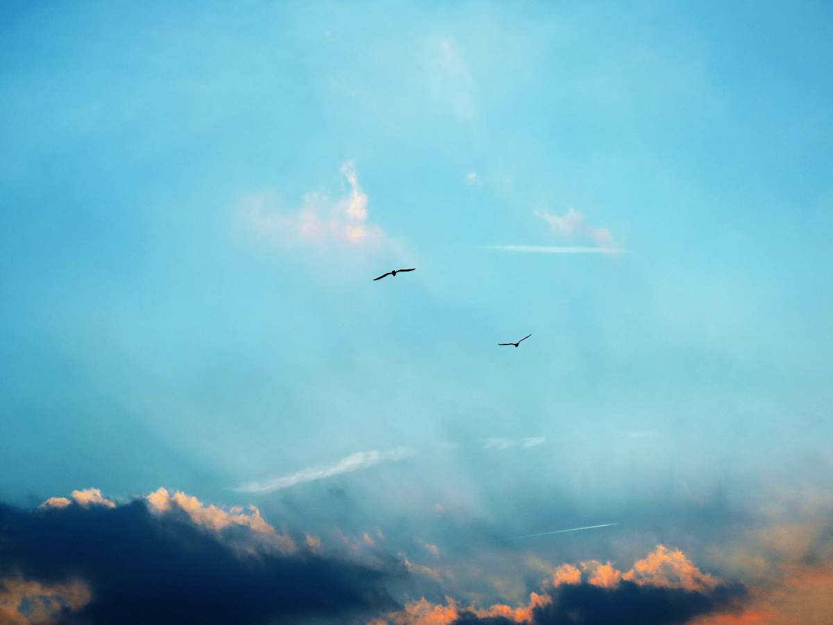 sky two flying birds on sky at daytime cloud
