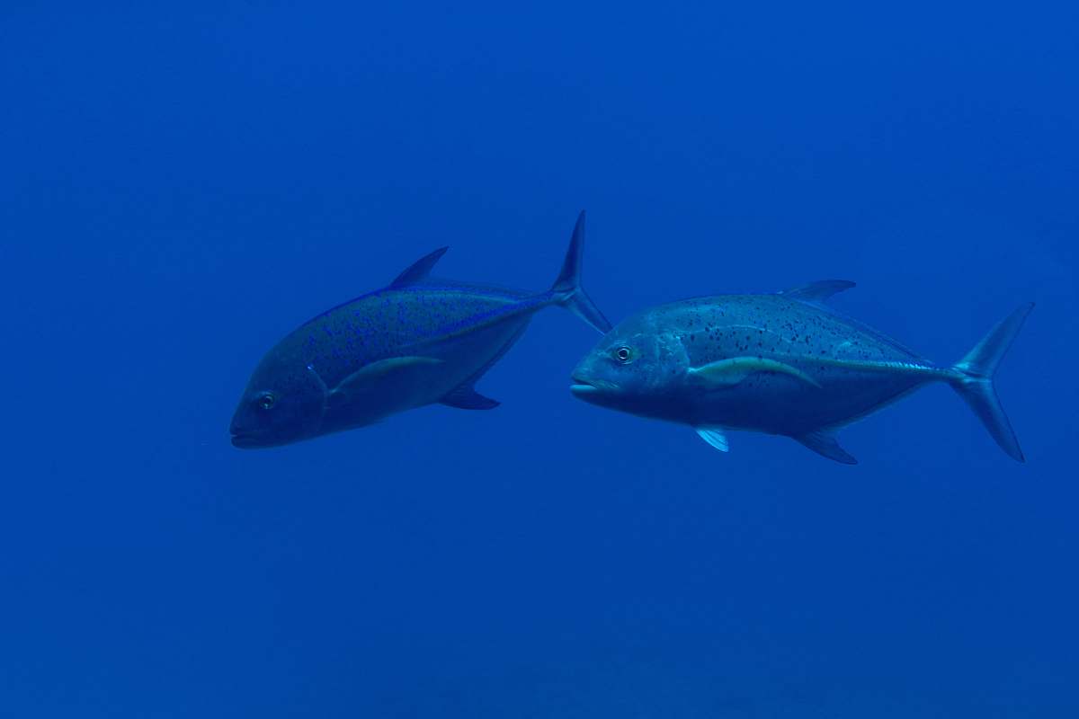 animal two gray fish underwater photo fish