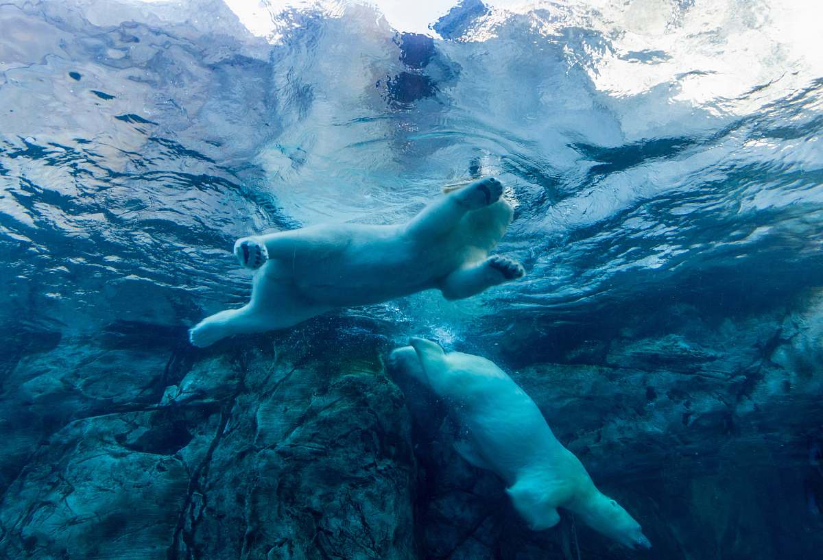 swimming two polar bears swimming in water assiniboine park zoo