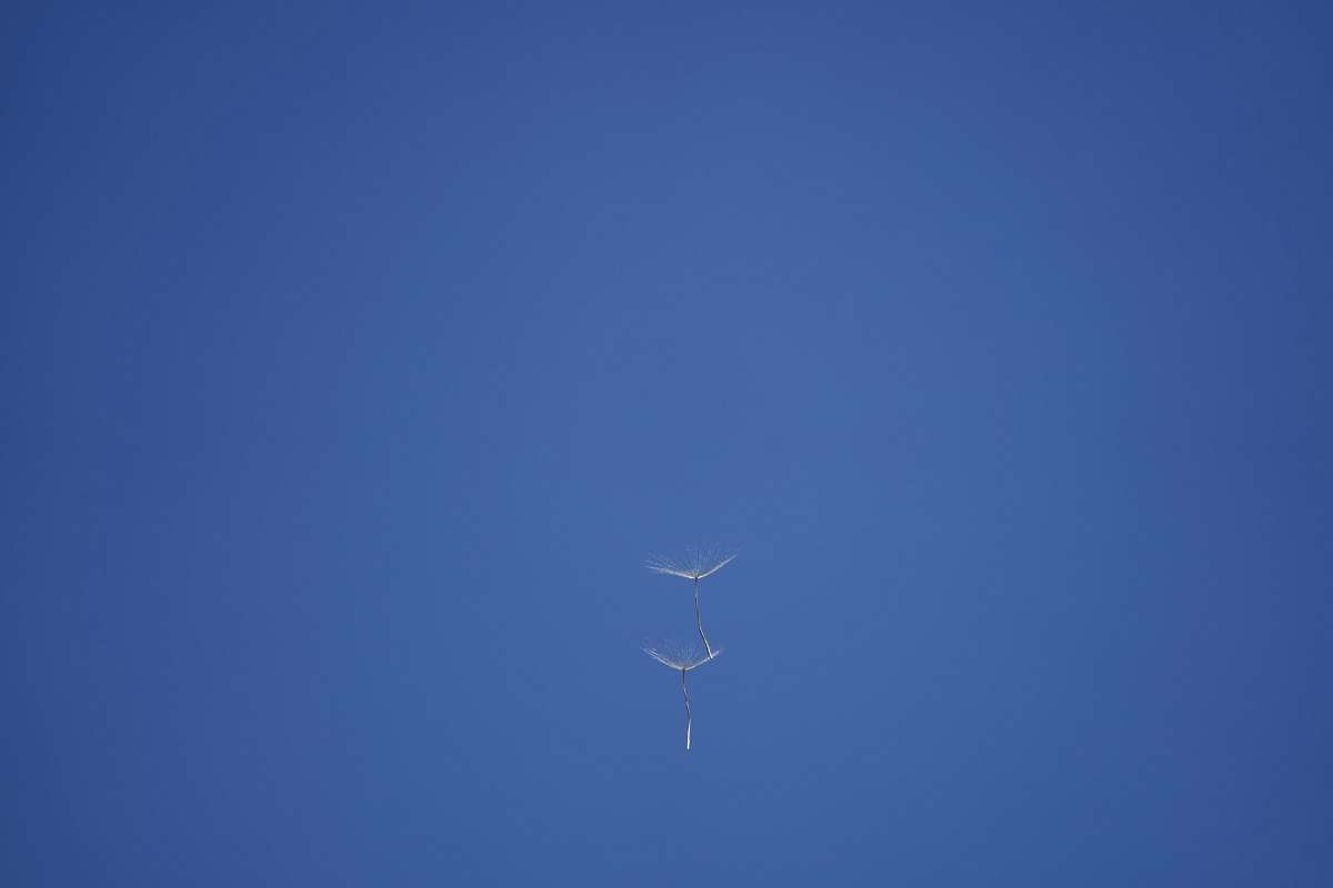 flying two white-petaled flowers bird