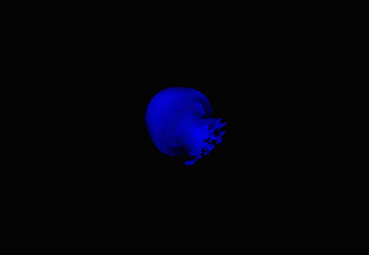 astronomy underwater jellyfish outer space