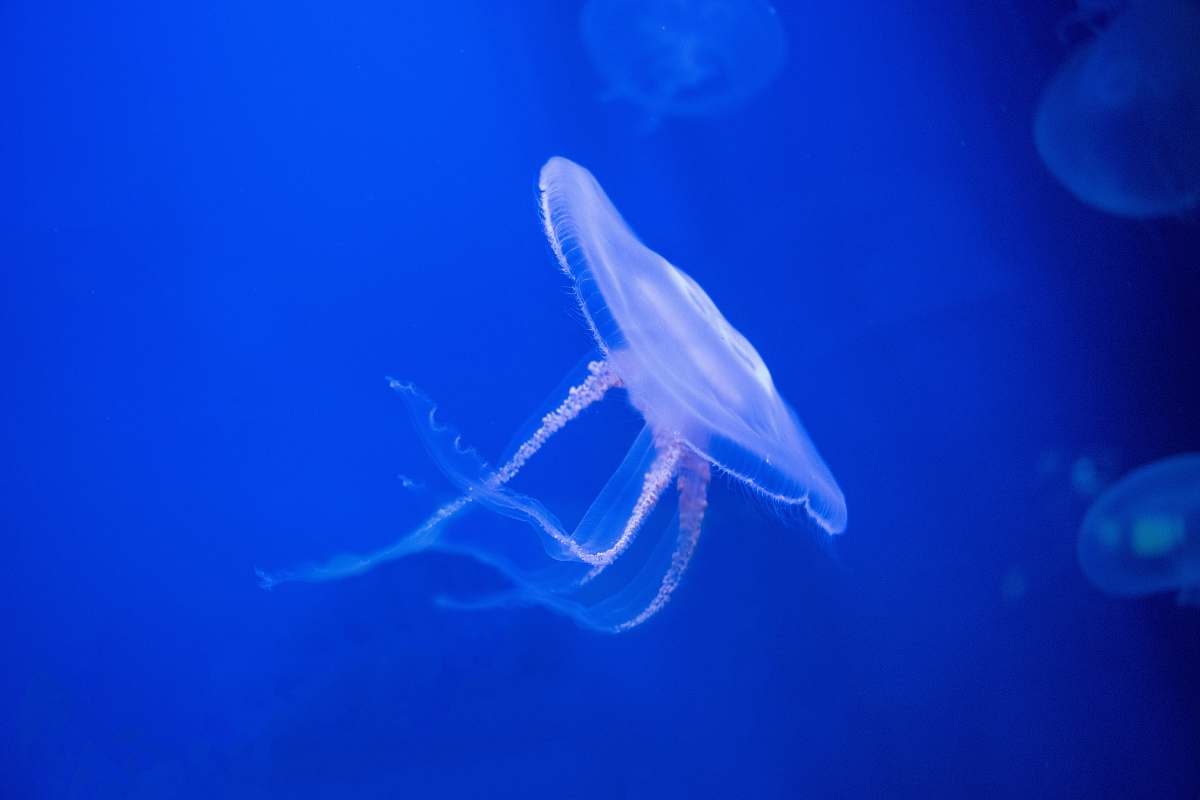 stockholm underwater photo of jellyfish sweden