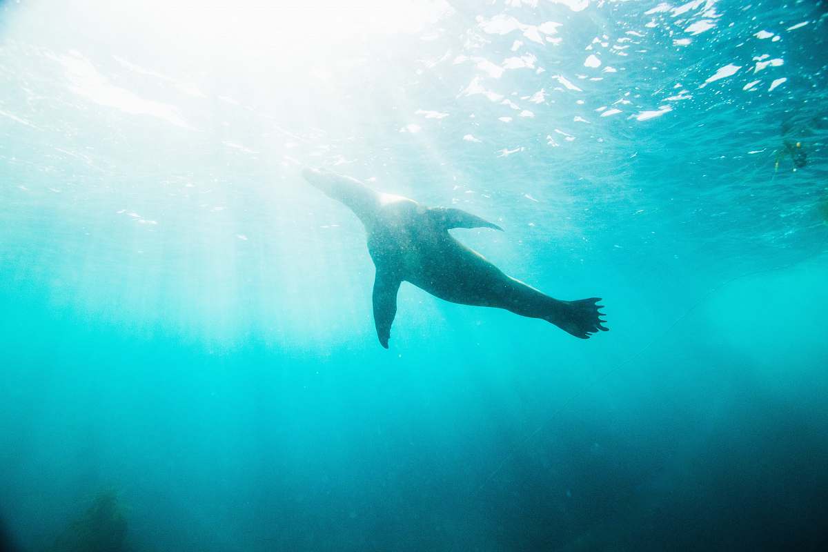 water underwater photo of seacow underwater