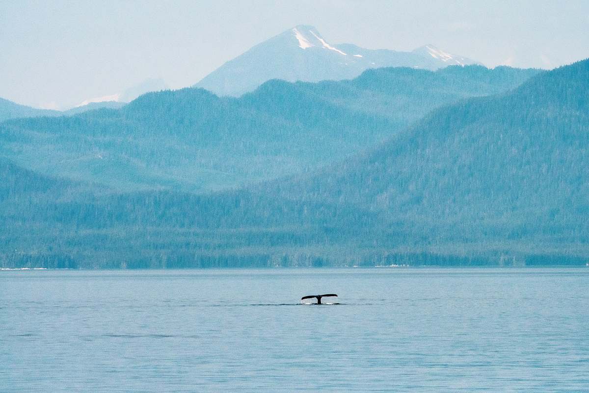 animal whale tail in body of water water