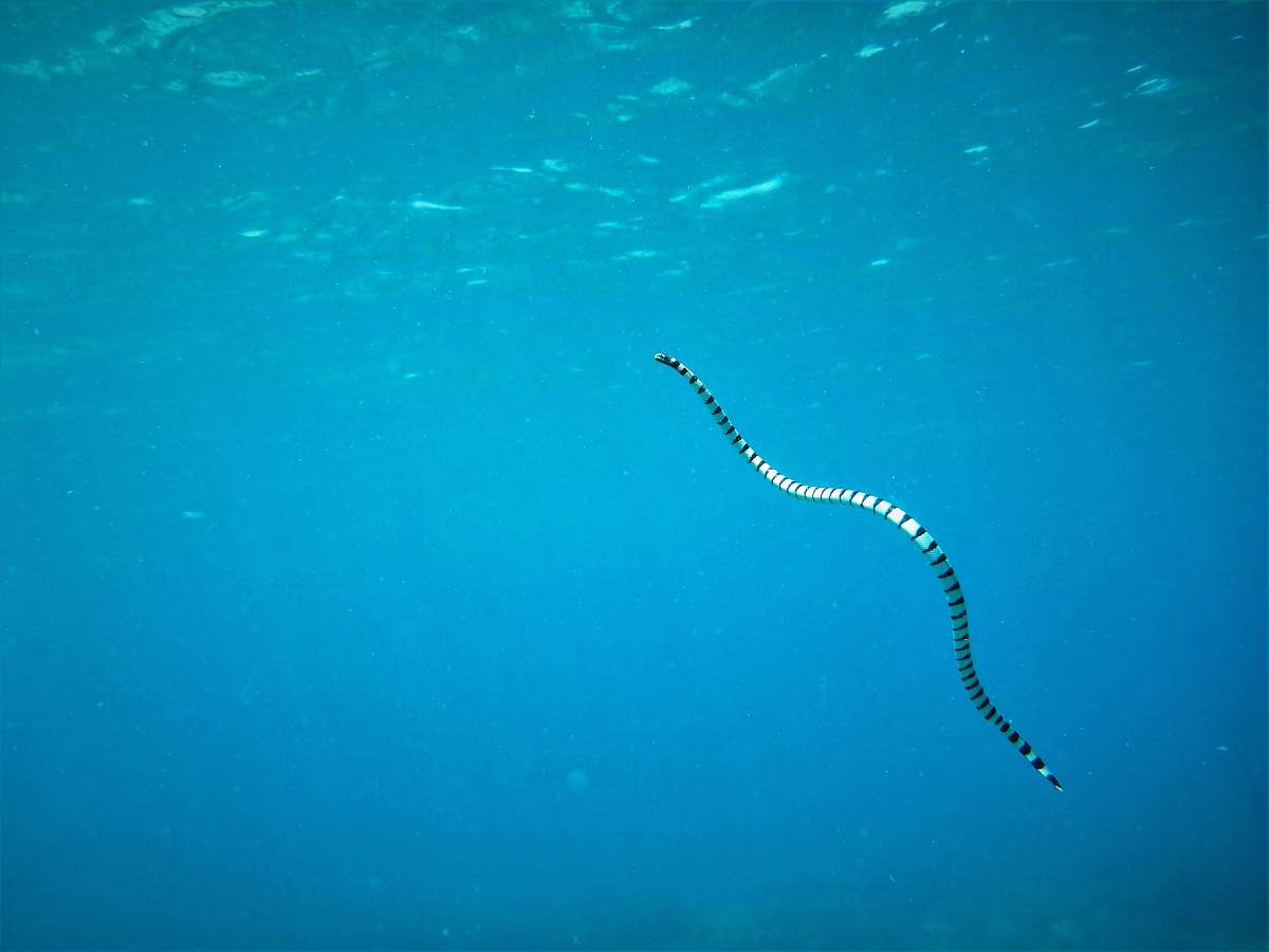 animal white and black snake underwater snake