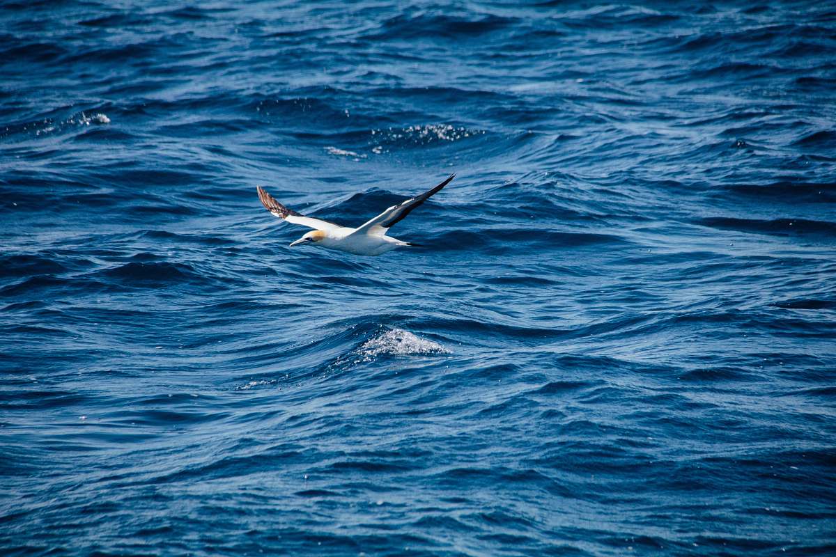 bird white bird flying above body of water at daytime seagull