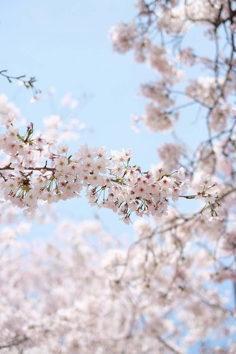 Experience the beauty of spring with this breathtaking image of white cherry blossoms in full bloom under a clear blue sky. Perfect for showcasing the essence of nature's renewal, this vibrant scene captures the delicate petals and lively atmosphere of a sunny day. Ideal for use in seasonal promotions, nature-themed projects, or as a serene backdrop in digital and print designs.