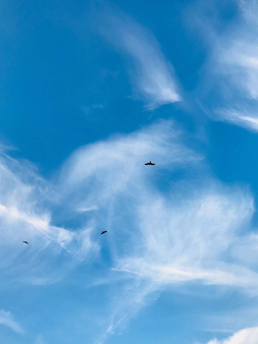 animal white clouds bird