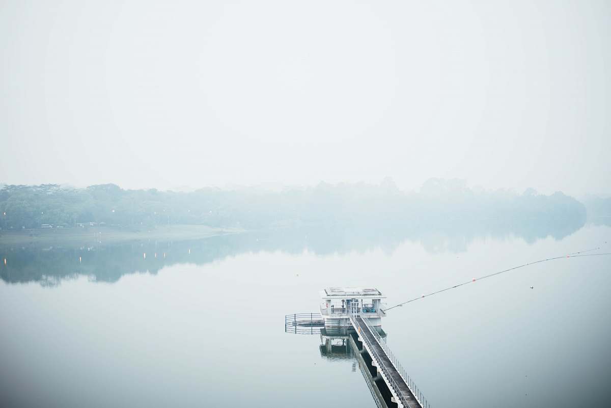water white dock nature