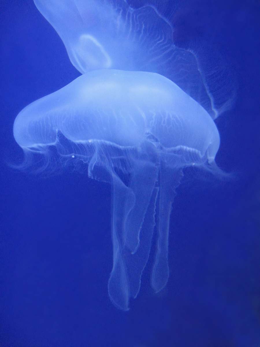 jellyfish white jellyfish invertebrate