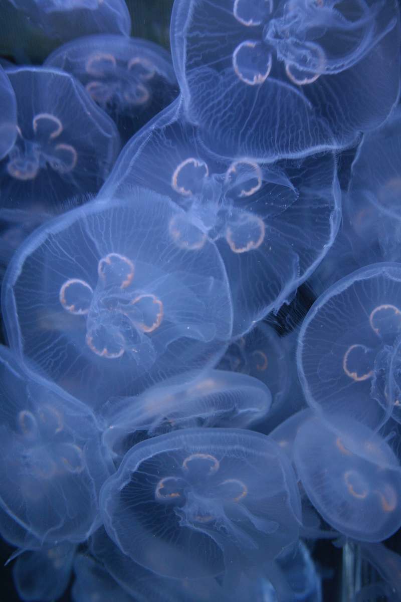 Jellyfish White Jellyfish Lot Animal Image Free Photo