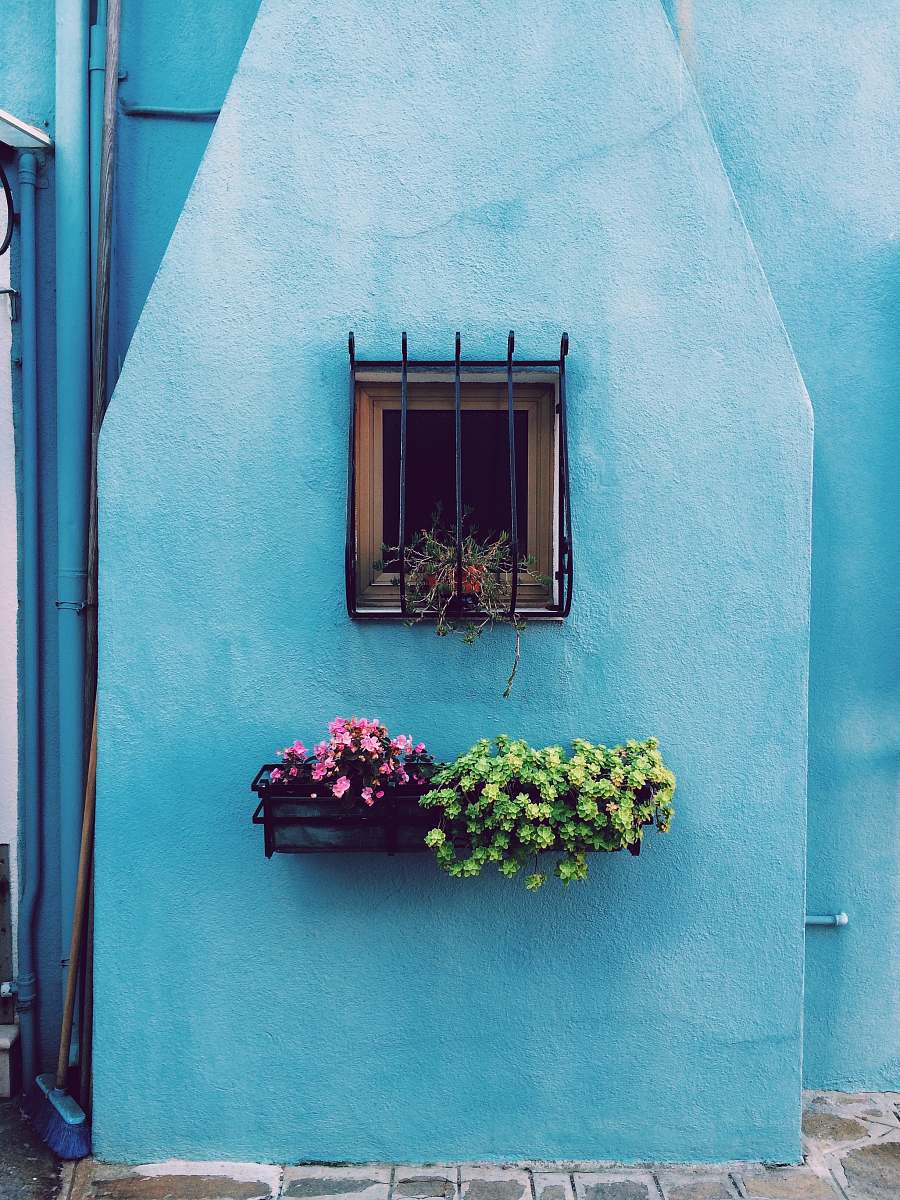 flowers window with frame above green and pink petaled flower on floating shelf plant