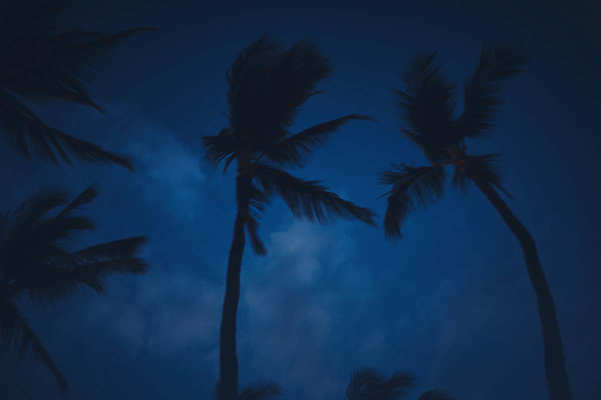 tree worm's-eye view of coconut tree palm tree