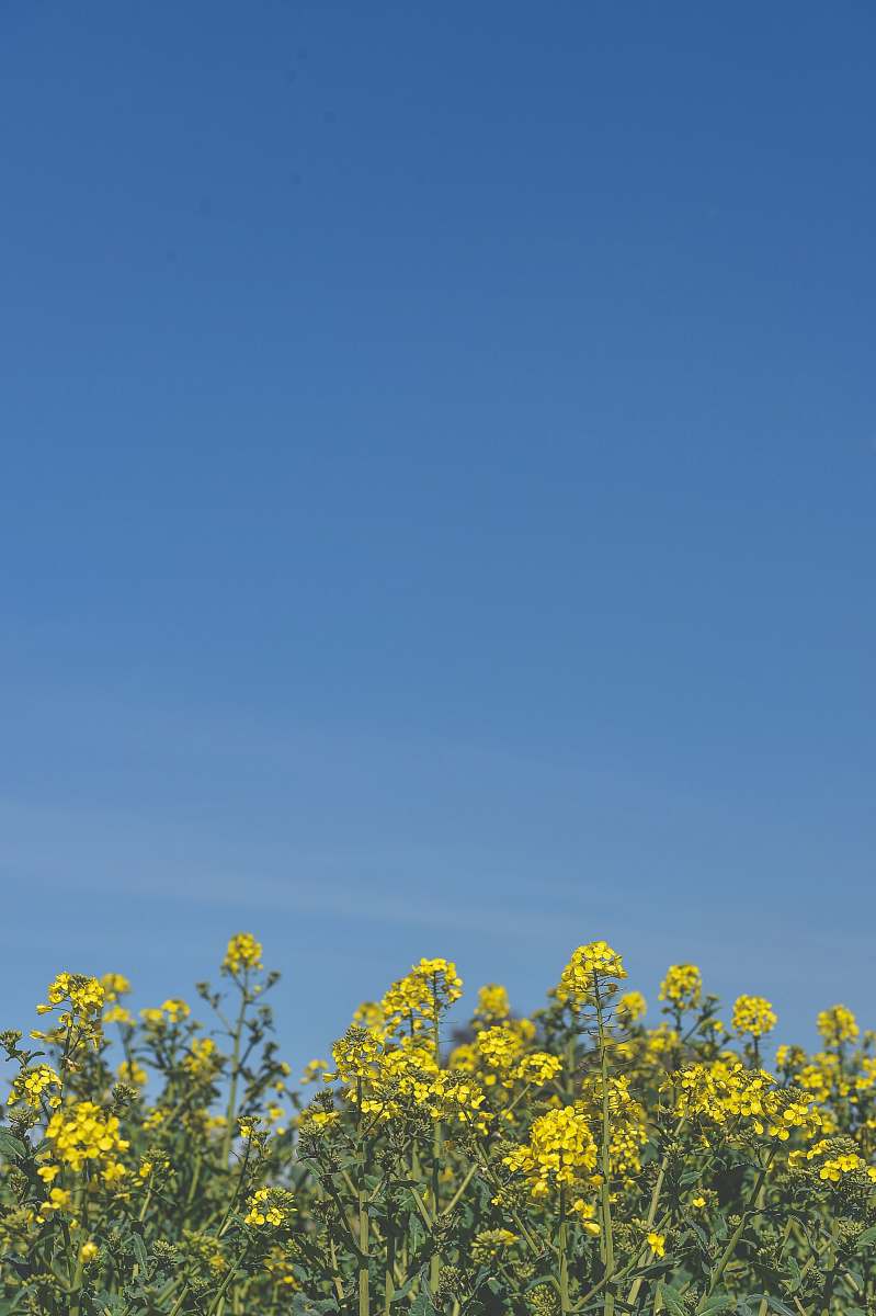 nature yellow petaled flowers under clear blue sky during daytime field