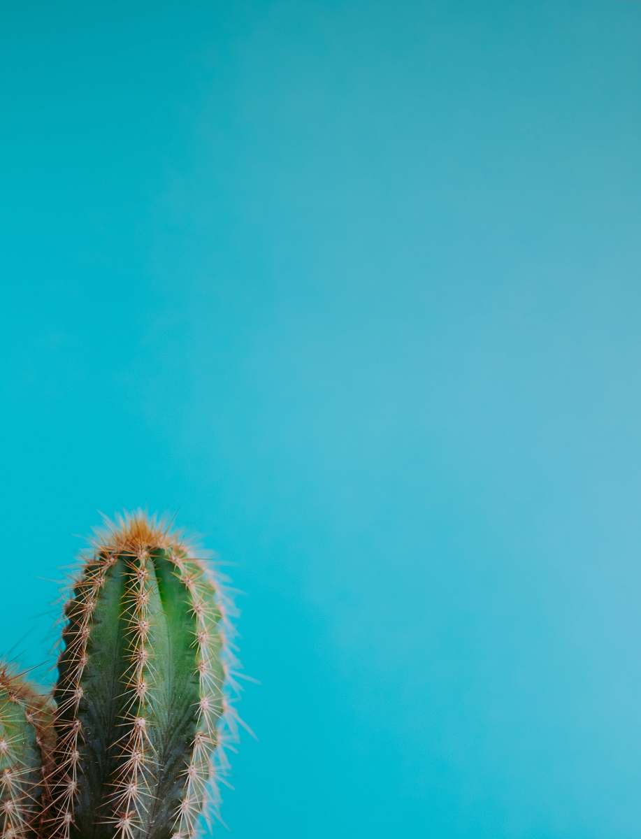 plant minimalist photography of green cactus flora