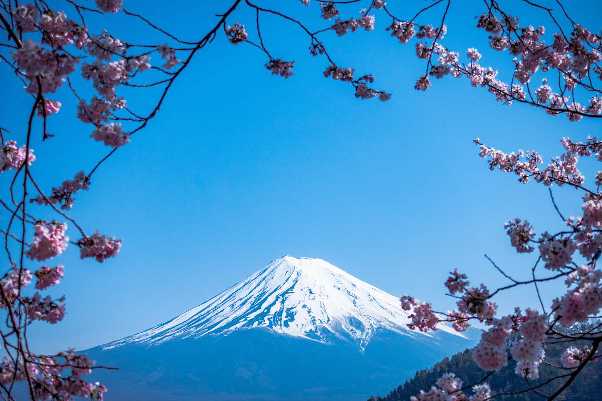 blossom Mt. Fuji, Japan flower