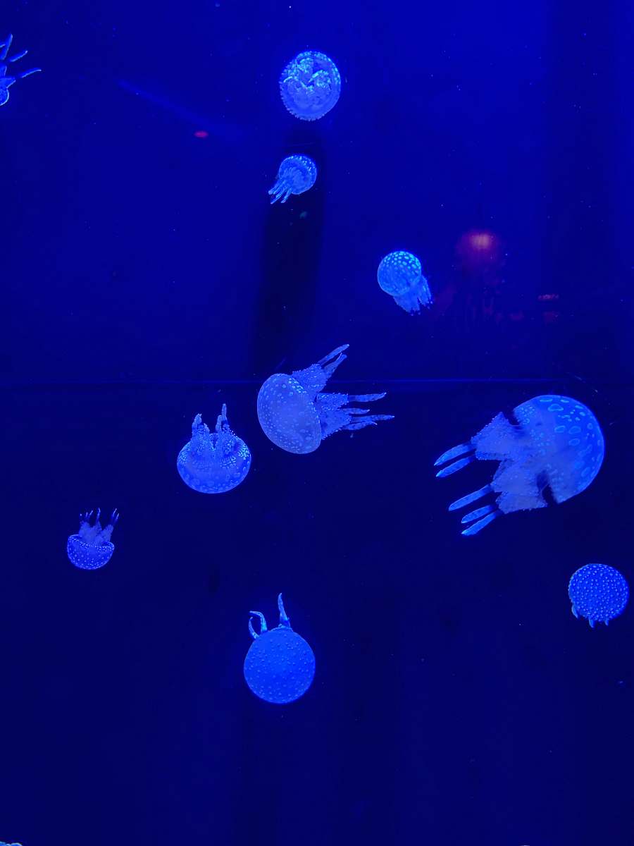 invertebrate blue jellyfishes blue
