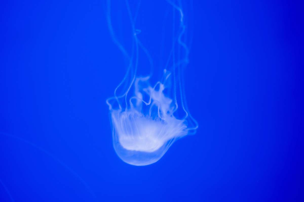 animal grey jellyfish invertebrate