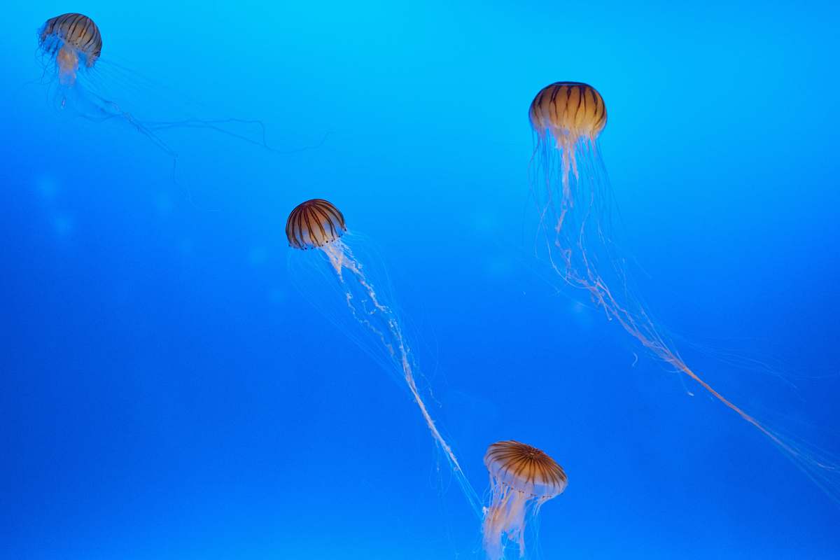 animal school of jelly fishes invertebrate