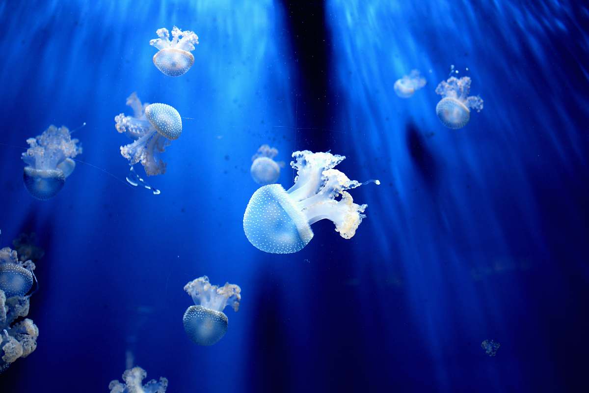 blue white jellyfishes underwater animal