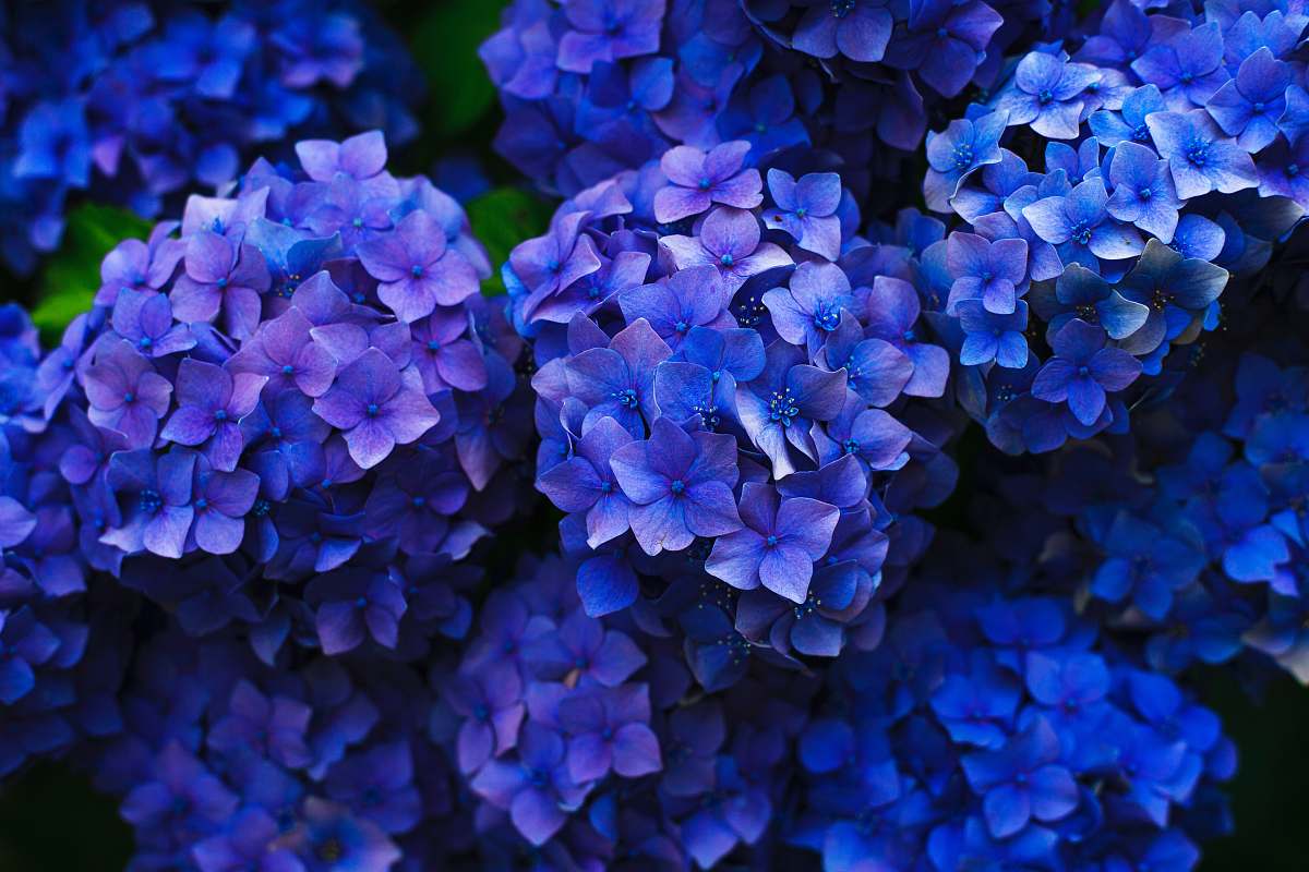 flower purple flowers plant
