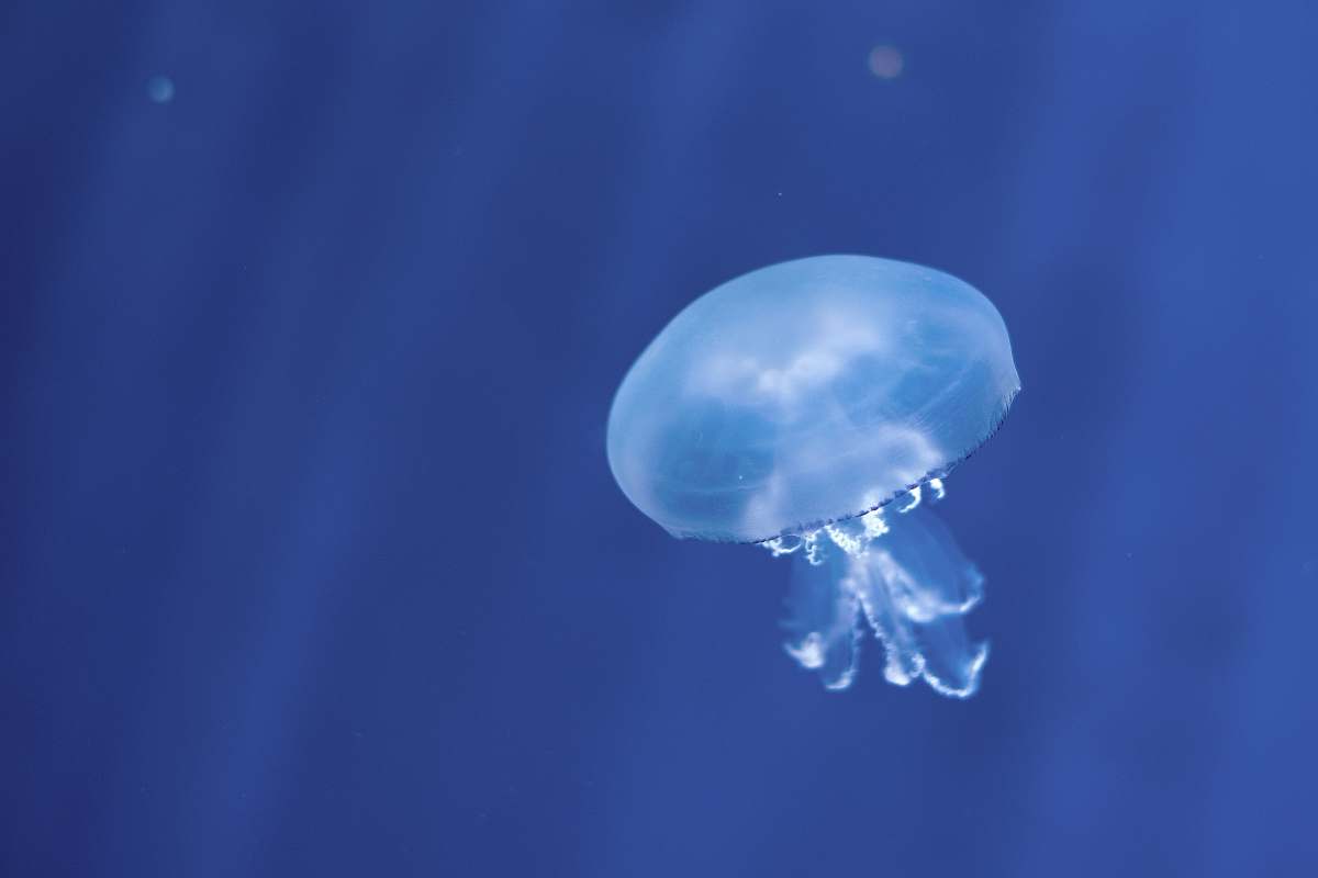 outdoors white jellyfish underwater universe