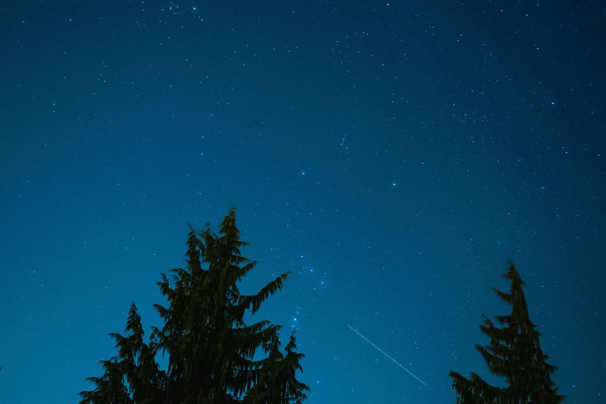 outdoors green trees under starry night sky astronomy