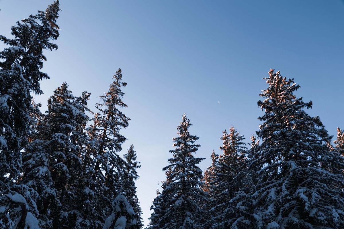 tree low angle photo of snow covered trees abies