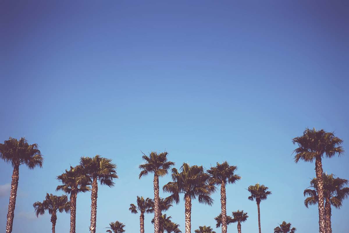 flora sago trees palm tree