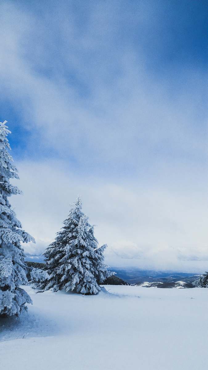 fir snow-covered pine trees abies