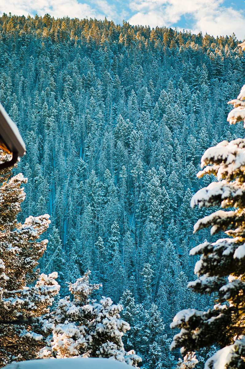 blue blue trees and white snow tree