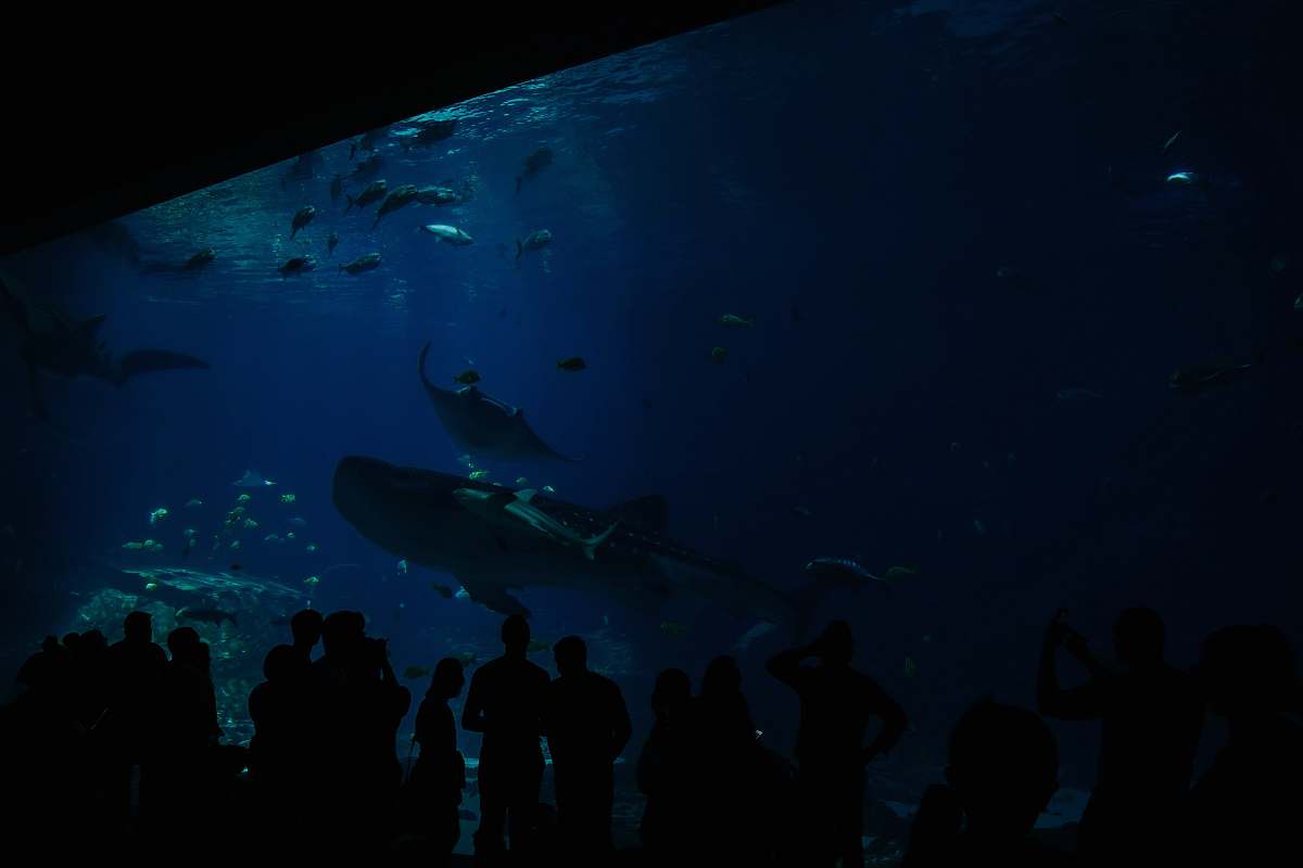 aquatic people watching school of fish human