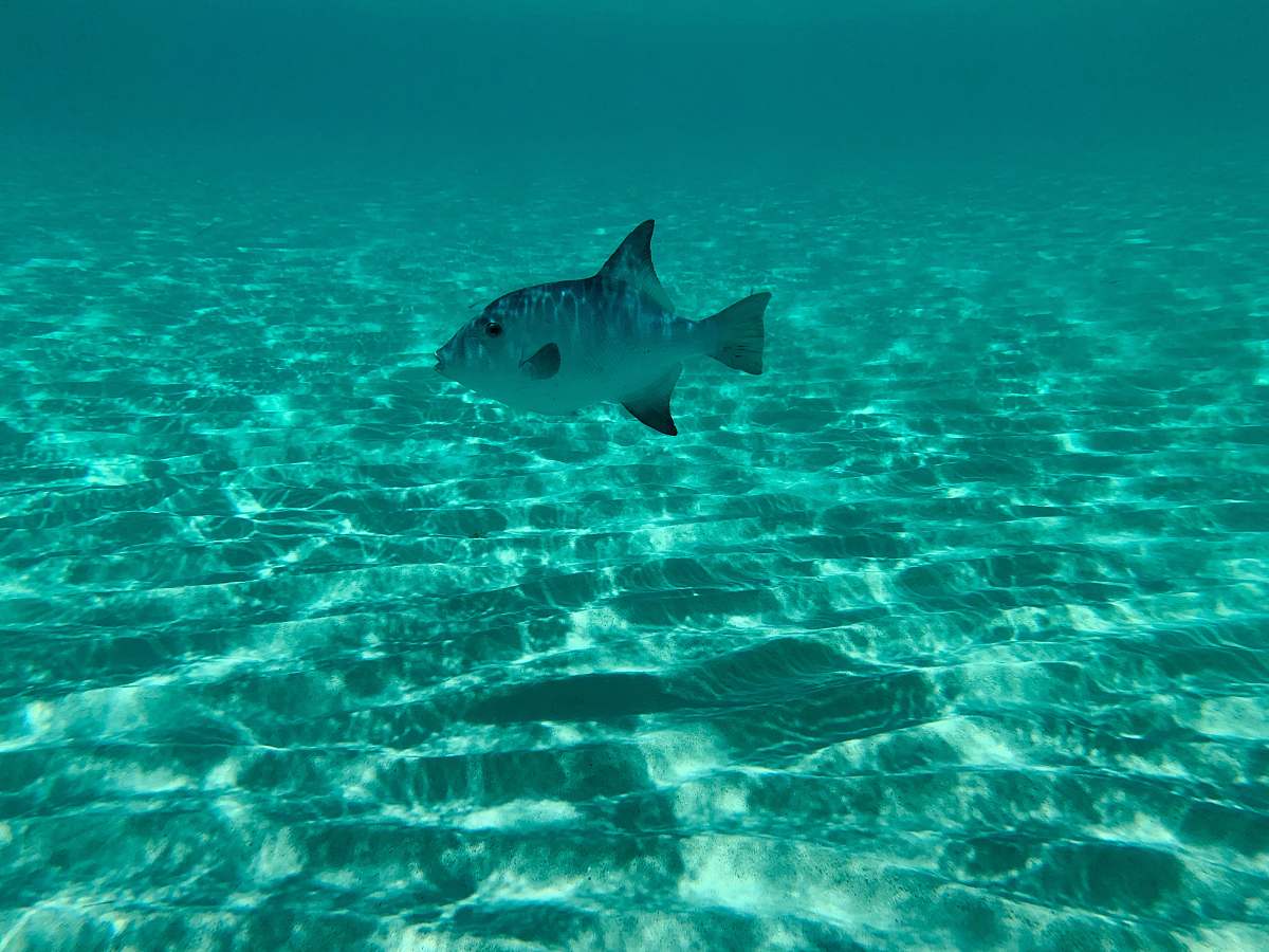 nature underwater photo of a gray fish underwater