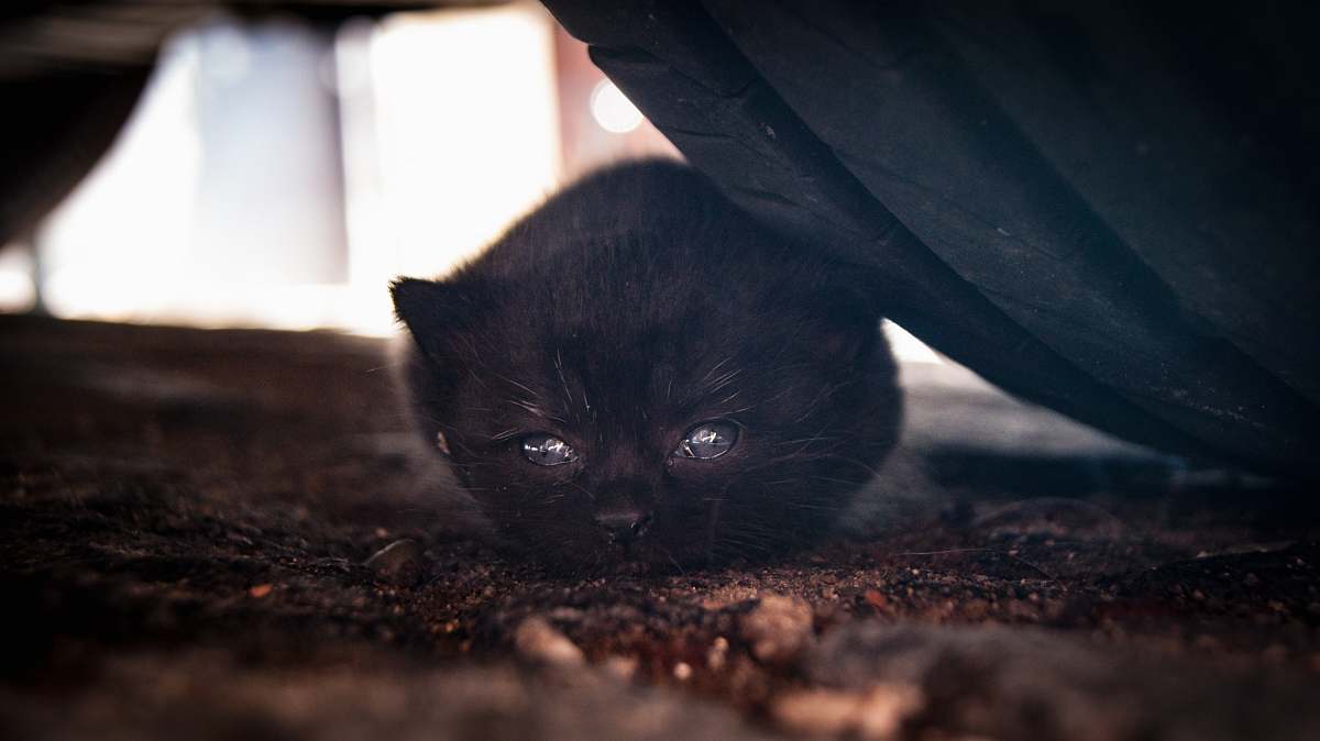 cat gray cat lying beside vehicle tire kitten