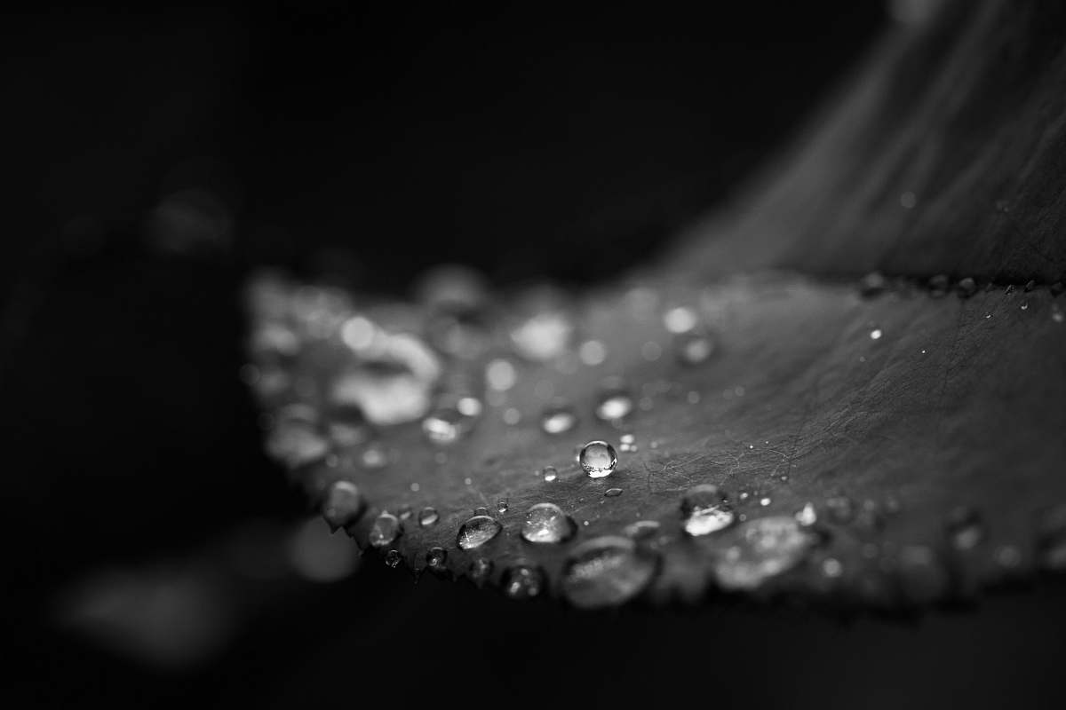 grey  water